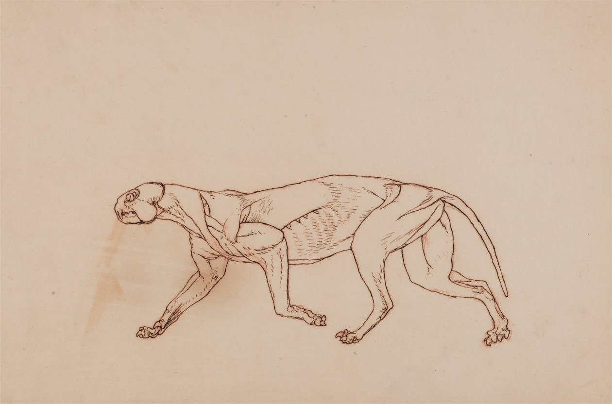 En sammenlignende anatomisk fremstilling af menneskekroppens struktur med tigerens og den almindelige hønsefugls:  Leopardkrop, set fra siden (senere stadie i dissektionen, overfladisk bindevæv og ører er fjernet) af George Stubbs