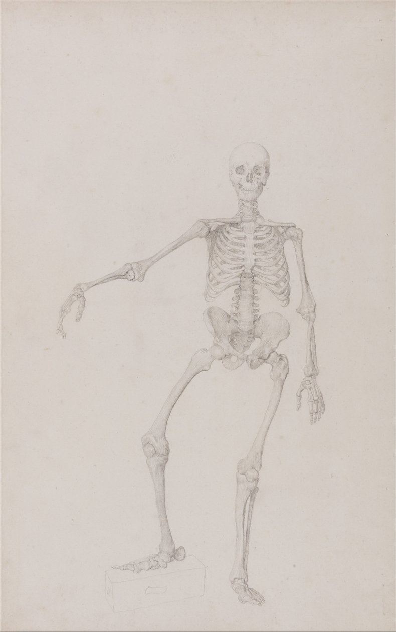En sammenlignende anatomisk fremstilling af menneskekroppens struktur med en tiger og en almindelig høne: Menneskeskelet, set forfra (højre arm udstrakt; færdigt studie til upubliceret tabel) af George Stubbs