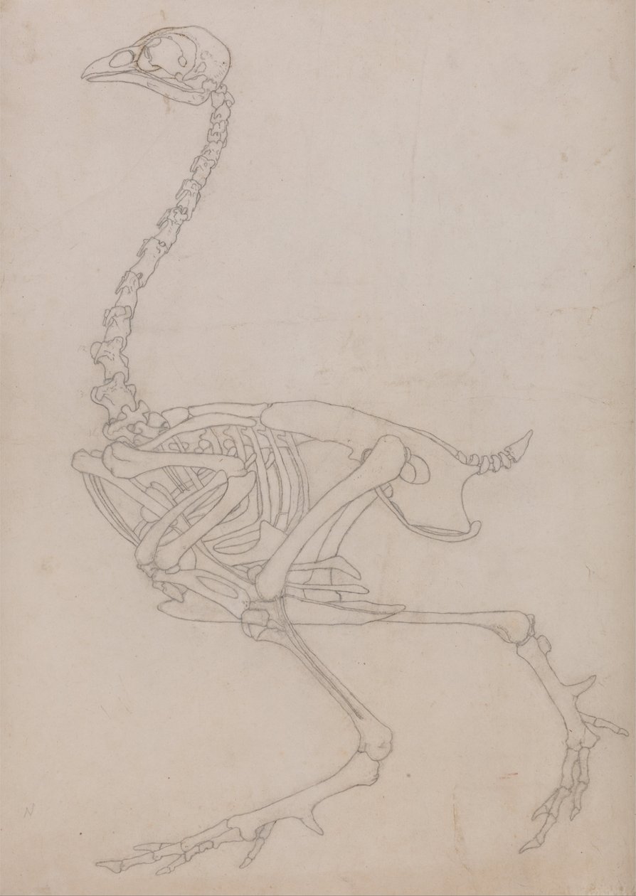 En sammenlignende anatomisk udstilling af menneskekroppens struktur med tigerens og den almindelige hønsefugls:  Fowl Skeleton, Lateral View (Skitsetegning af skelettet udarbejdet til nøglefiguren til tabel V) af George Stubbs
