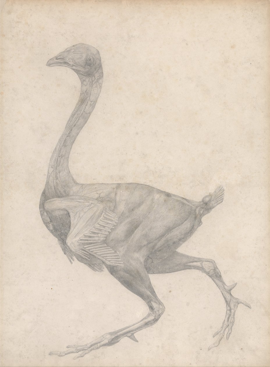 En sammenlignende anatomisk fremstilling af menneskekroppens struktur med en tiger og en almindelig høne: Høne, set fra siden, med hud og underliggende fascielag fjernet (færdigt studie til tabel XV) af George Stubbs