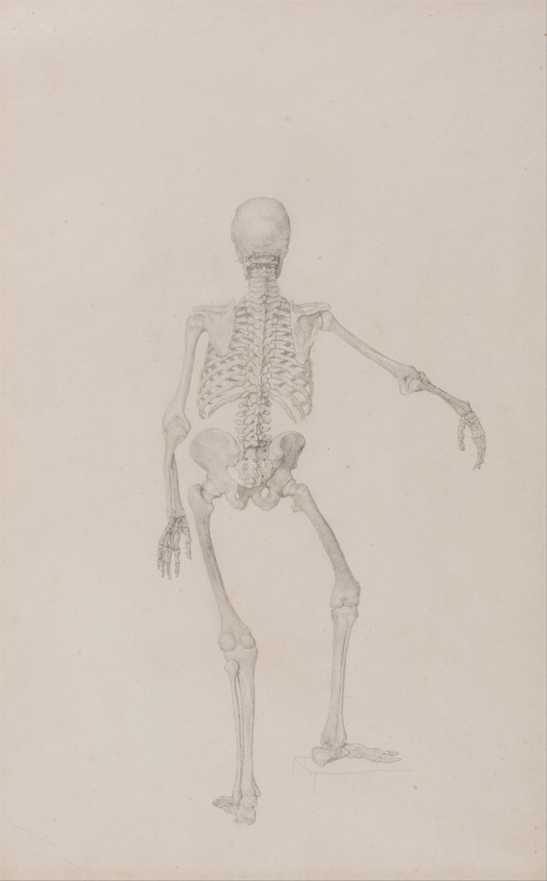 En sammenlignende anatomisk fremstilling af menneskekroppens struktur med en tiger og en almindelig høne: Menneskeligt skelet, set bagfra (højre arm udstrakt; færdigt studie til en upubliceret tabel) af George Stubbs