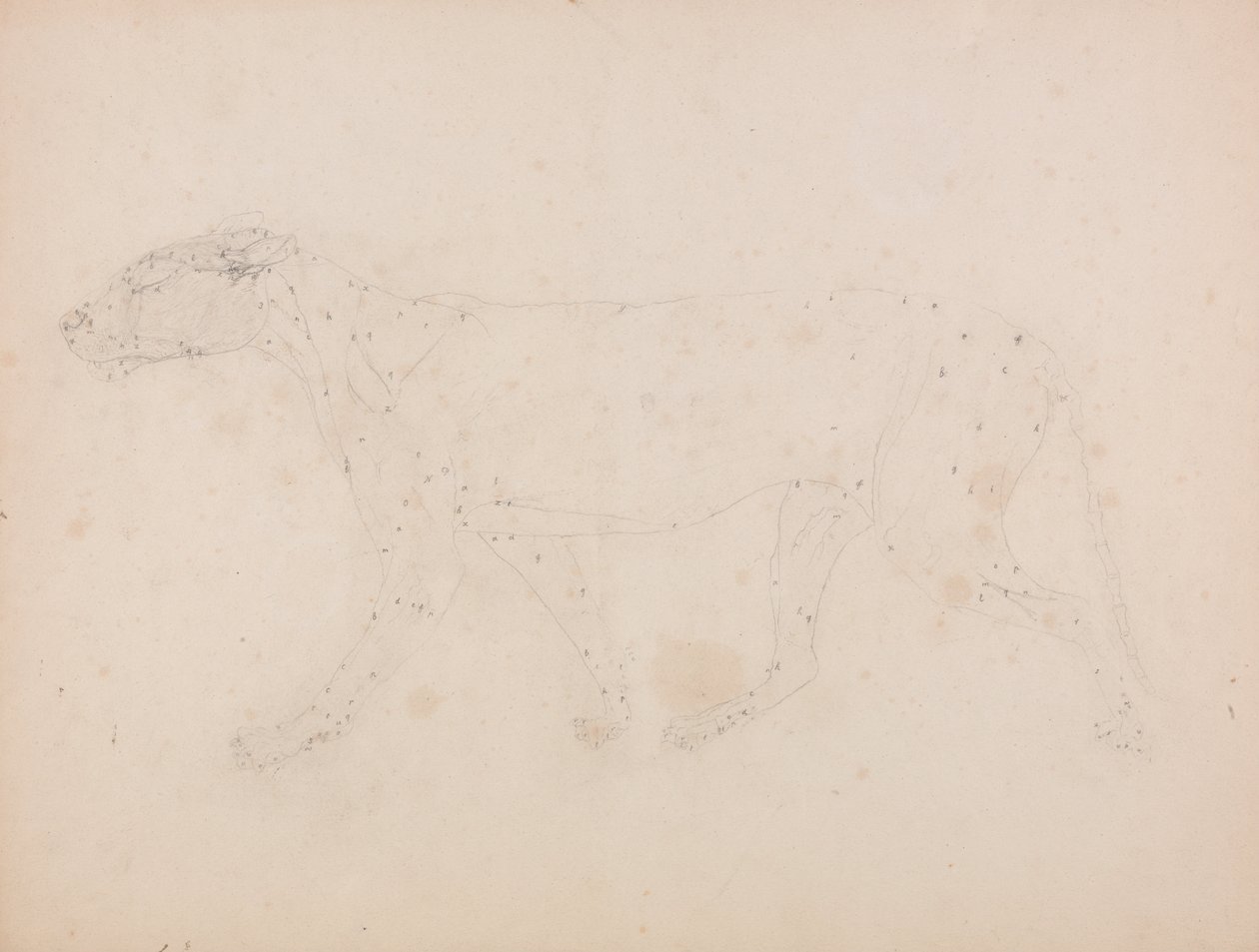 En sammenlignende anatomisk fremstilling af menneskekroppens struktur med tigerens og en almindelig hønsefugls: Tigerkrop, set fra siden (undersøgelse af musklerne til nøgletallet til tabel IX) af George Stubbs