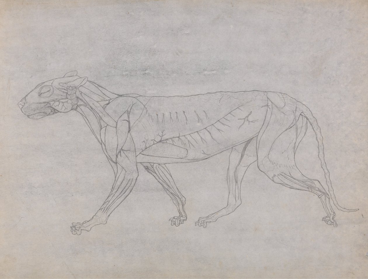 En sammenlignende anatomisk fremstilling af menneskekroppens struktur med tigerens og den almindelige hønsefugls: Tigerens krop, set fra siden af George Stubbs