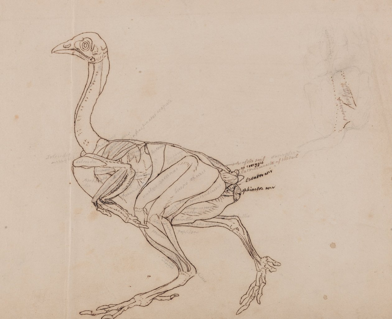 En sammenlignende anatomisk fremstilling af menneskekroppens struktur med en tiger og en almindelig høne:  Dorking Hen Body, Lateral View (Skitsetegning af musklerne) af George Stubbs