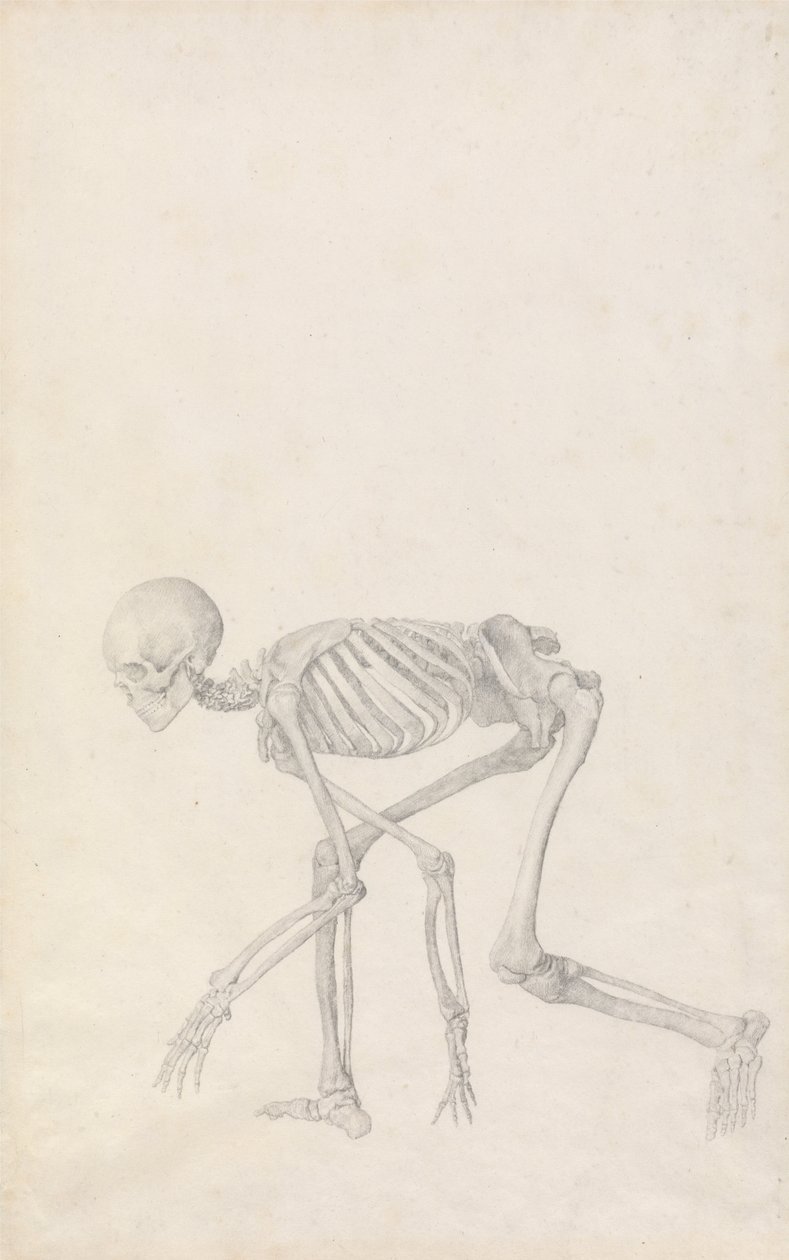 En sammenlignende anatomisk udstilling af menneskekroppens struktur med en tiger og en almindelig høne: Menneskets skelet, set fra siden (i hugsiddende stilling; færdigt studie til en upubliceret tabel) af George Stubbs