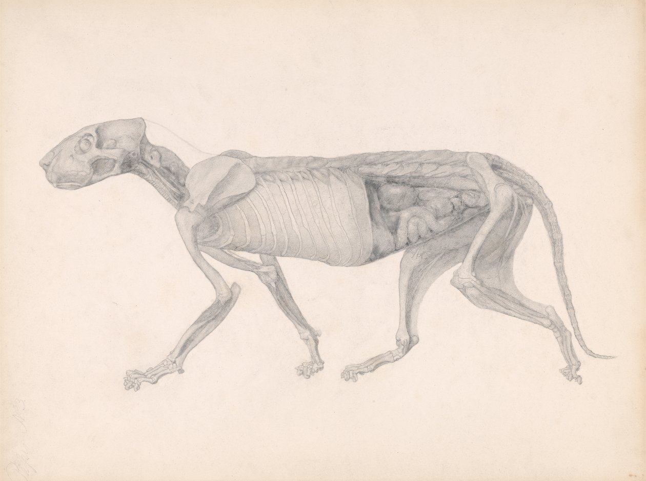En sammenlignende anatomisk fremstilling af den menneskelige krops struktur med en tiger og en almindelig høns: tigerkrop, sideværts, 1795-1806 (grafit på papir) af George Stubbs