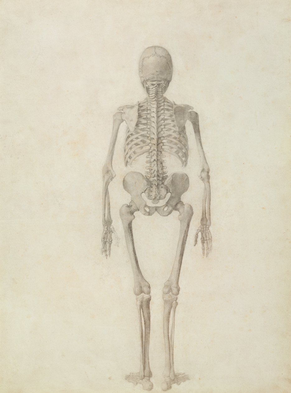 En sammenlignende anatomisk fremstilling af den menneskelige krops struktur med en tiger og en almindelig høns: menneskeskelet, bagfra af George Stubbs