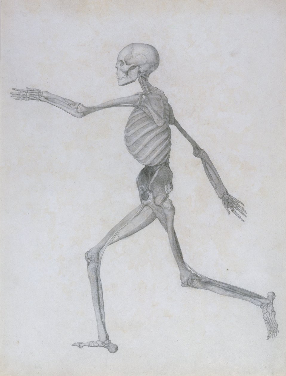 En sammenlignende anatomisk fremstilling af den menneskelige krops struktur med en tiger og en almindelig høns: menneskelig figur, sideværts, 1795-1806 af George Stubbs