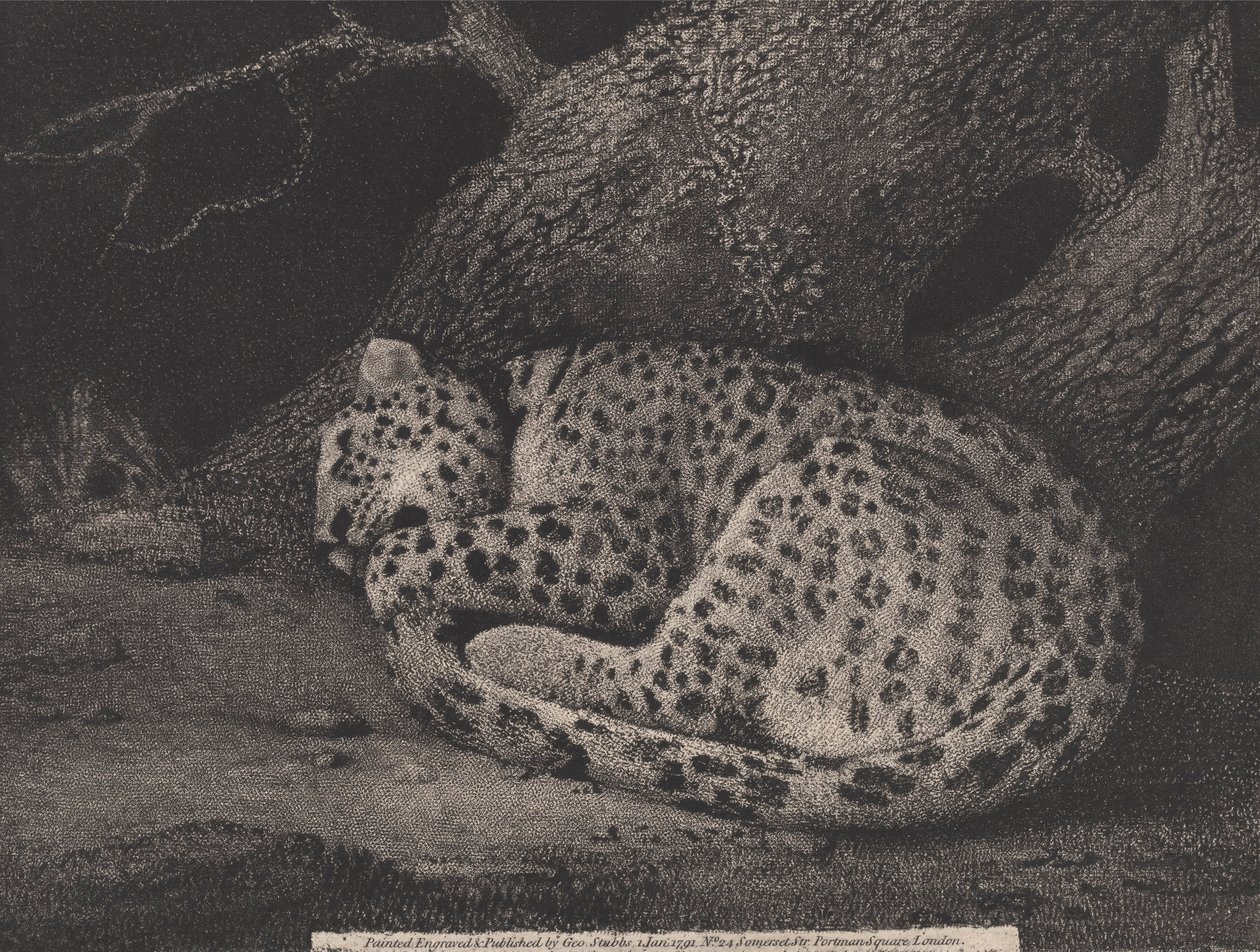 En sovende leopard, indgraveret af kunstneren, pub. 1791 (radering) af George Stubbs