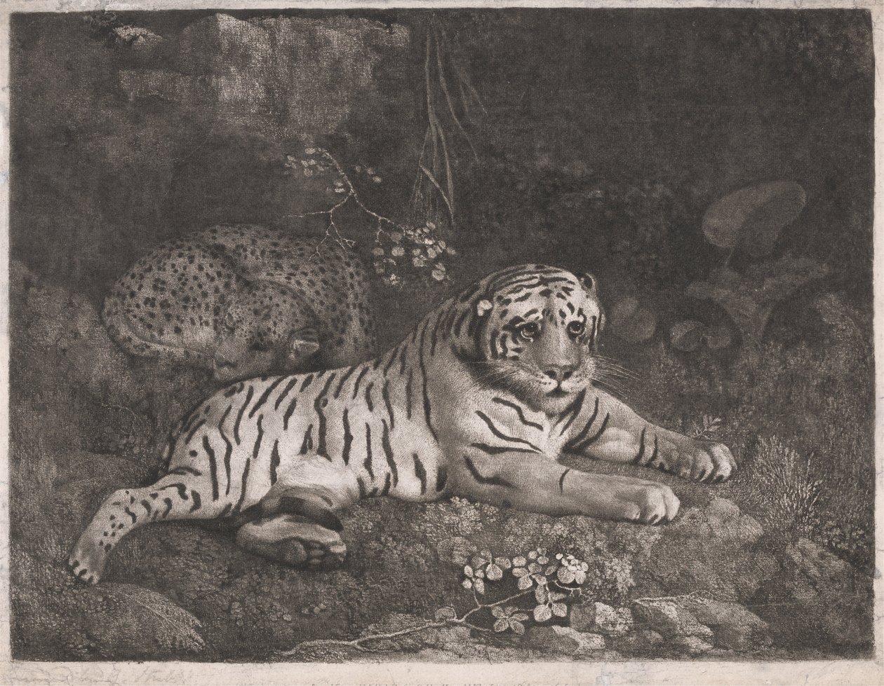 En tiger og en sovende leopard af George Stubbs