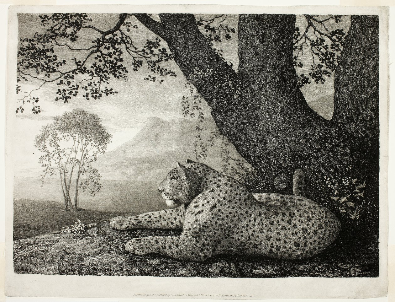 En Tyger (En liggende leopard ved et træ) af George Stubbs