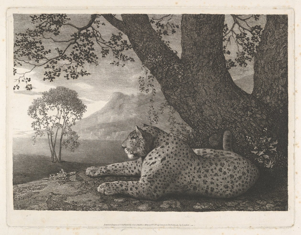 En tiger (en hvilende leopard ved et træ) af George Stubbs