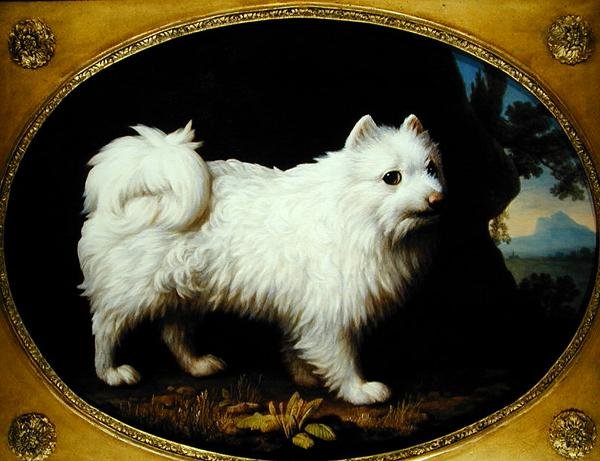 A White Spitz, ca. 1770 (olie på emalje porcelæn) af George Stubbs
