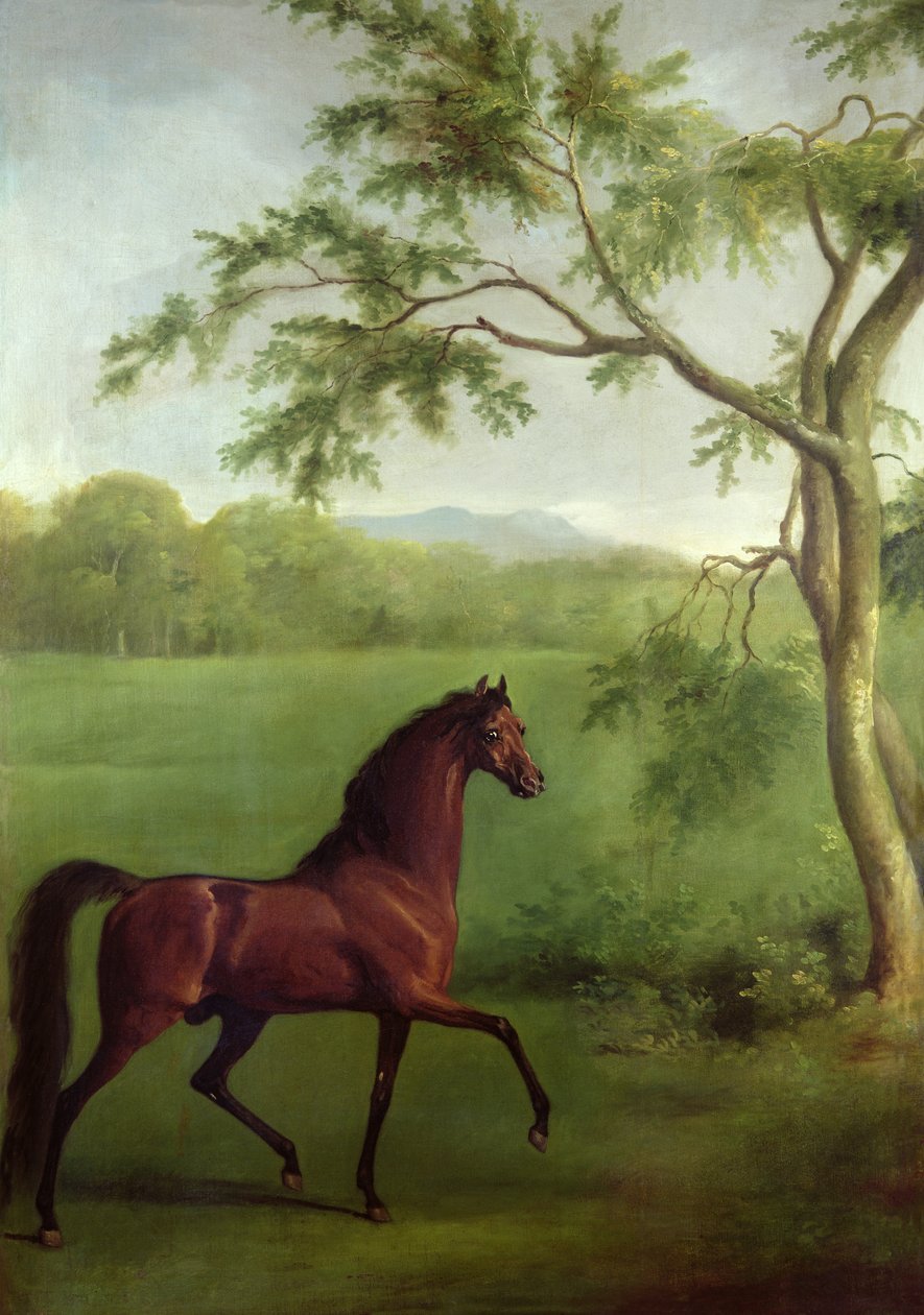 En arabisk hingst under et træ, ca. 1761-63 (olie på lærred) af George Stubbs