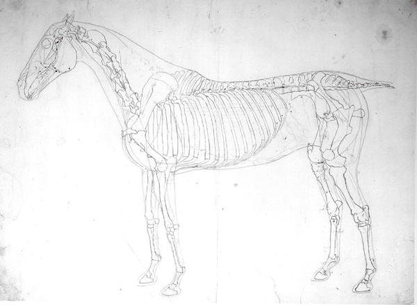 Anatomisk undersøgelse af en hest (pen & blæk og blyant på papir) af George Stubbs