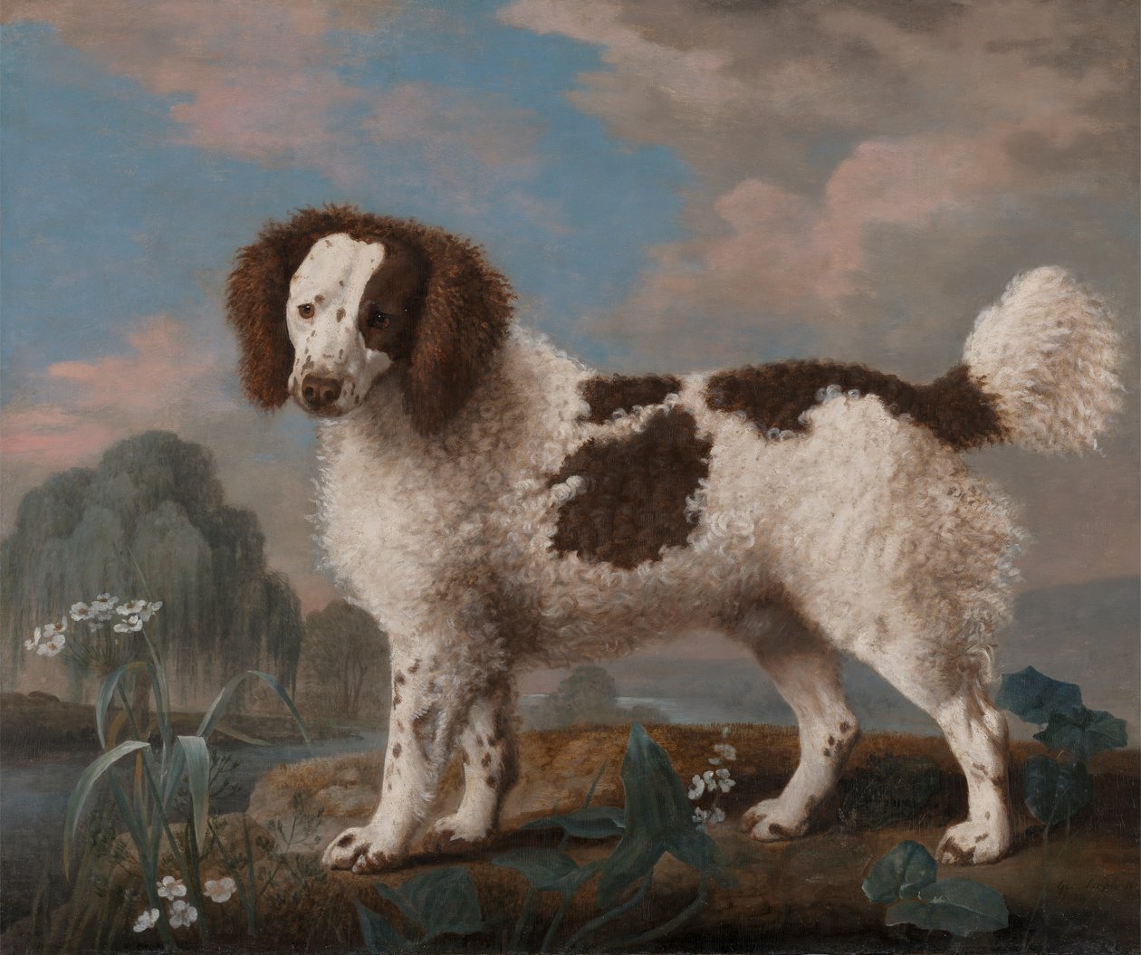 Brun og hvid Norfolk eller Water Spaniel af George Stubbs