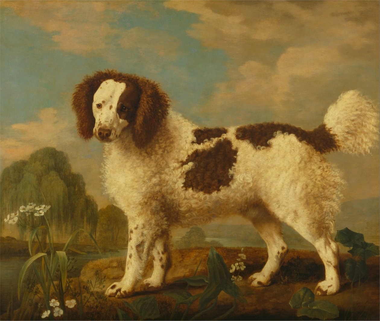 Brun og hvid Norfolk eller vandspaniel af George Stubbs