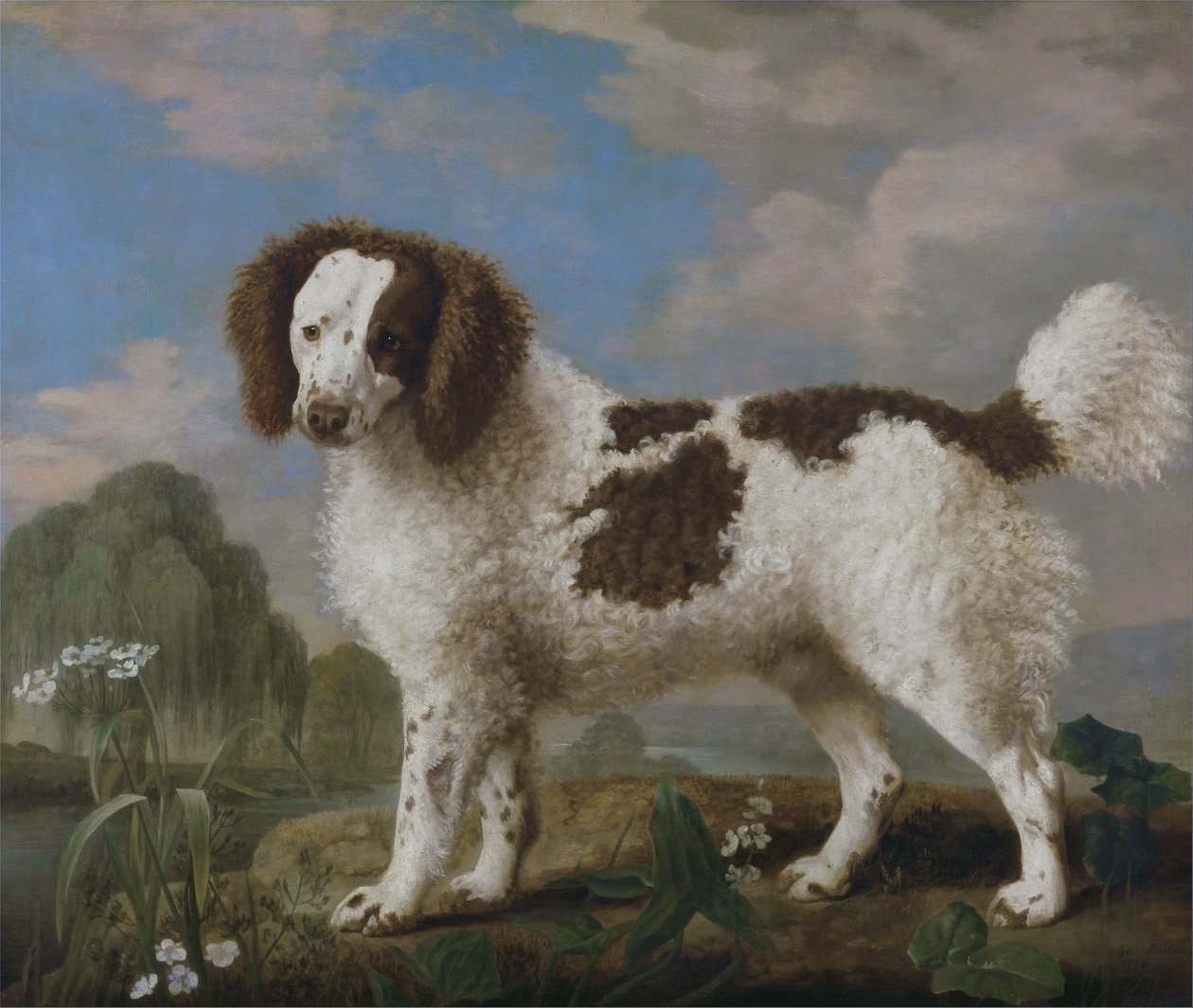Brun og hvid Norfolk eller vandspaniel af George Stubbs