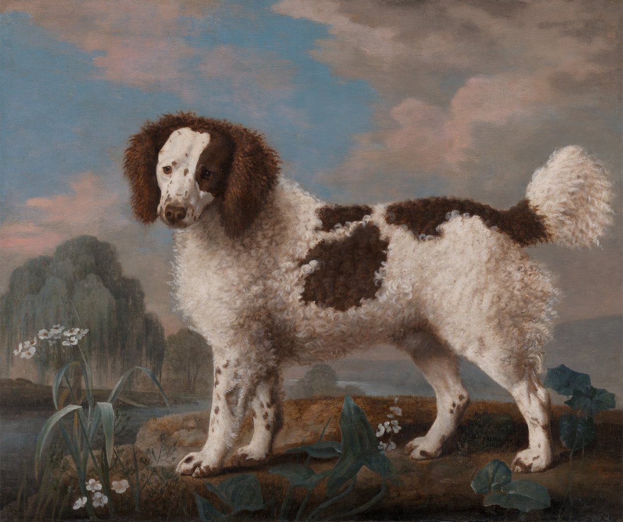 Brun og hvid Norfolk eller Water Spaniel, 1778. af George Stubbs