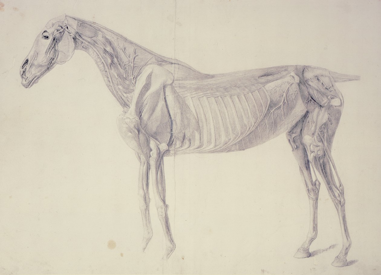 Diagram fra The Anatomy of the Horse af George Stubbs