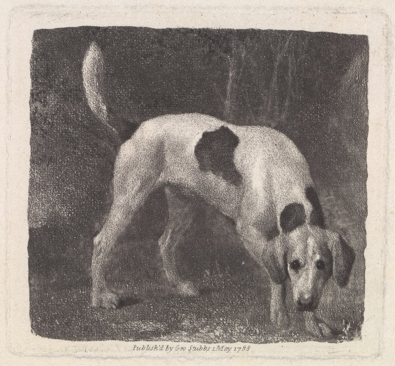 Hund (A Foxhound on the Scent) indgraveret af kunstneren, pub. 1788 af George Stubbs