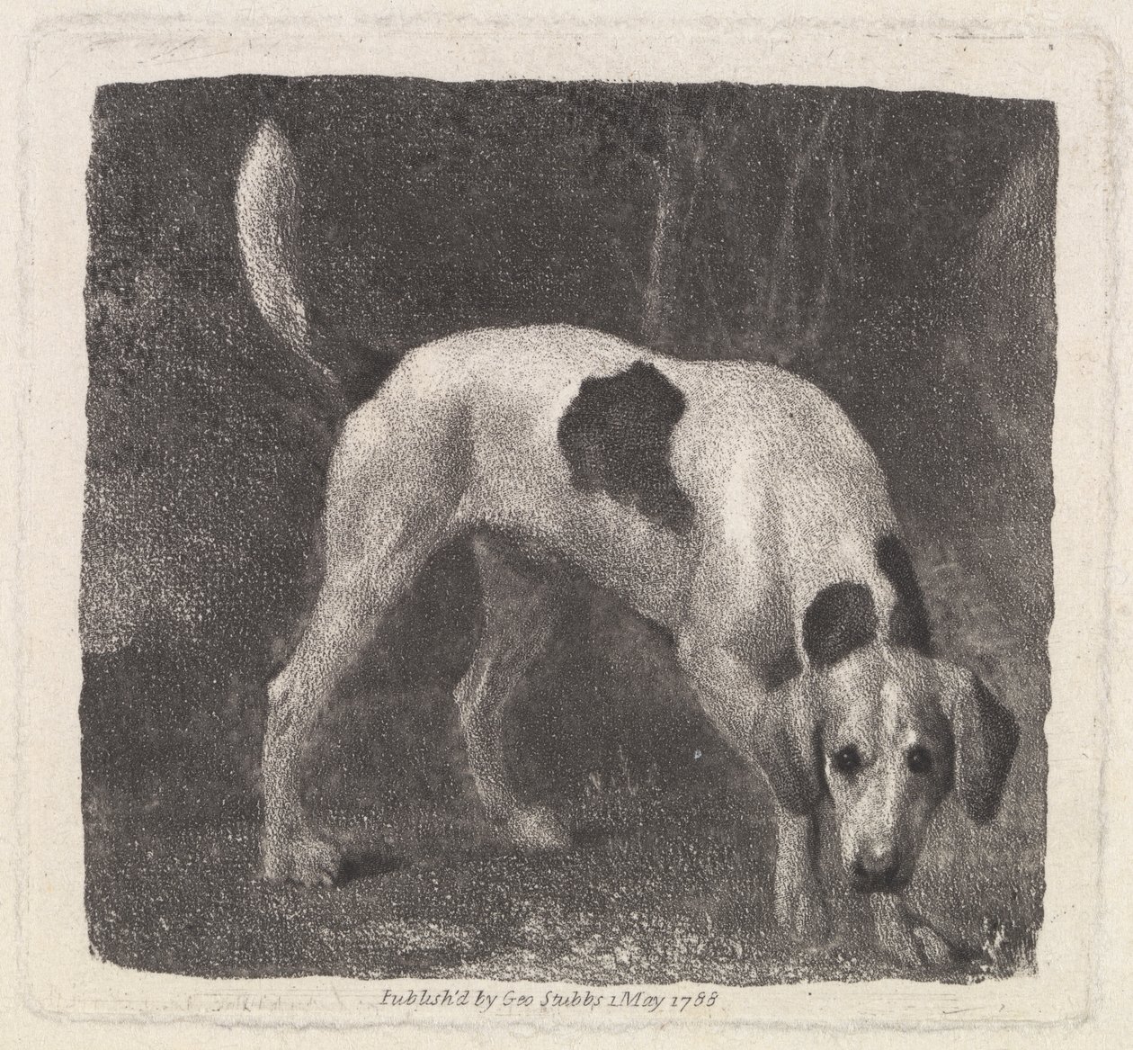 Hund [En rævehund på duften] af George Stubbs