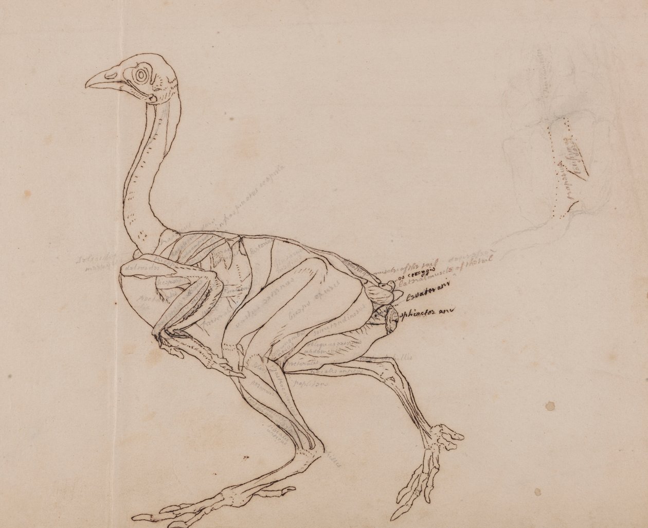 Dorking Hen Body, Lateral View (konturtegning af musklerne) af George Stubbs