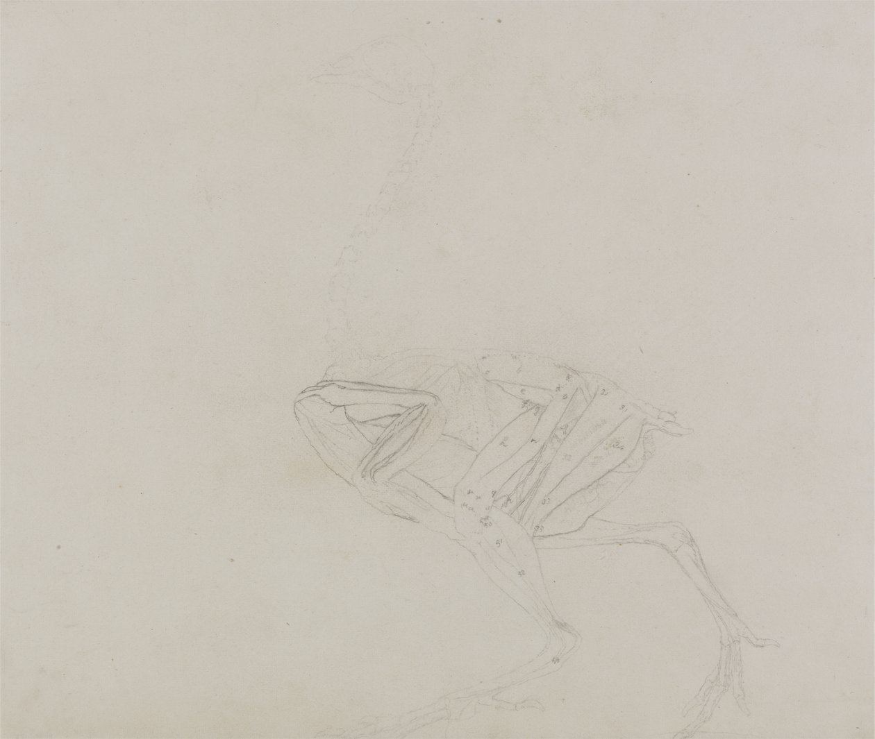 Dorking Hen Body, Lateral View, fra en sammenlignende anatomisk fremstilling af den menneskelige krops struktur med en tiger og en almindelig høns, 1795-1806 (grafit på tyndt vævet papir) af George Stubbs
