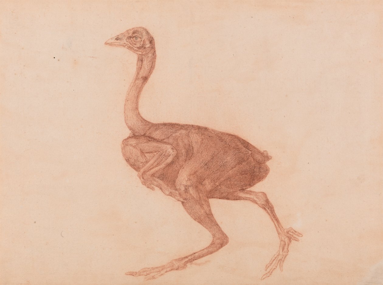 Dorking Høne, Set fra siden af George Stubbs