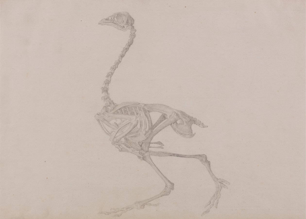 Dorking Hen Skeleton, Lateral View (Færdig undersøgelse for en upubliceret tabel) af George Stubbs