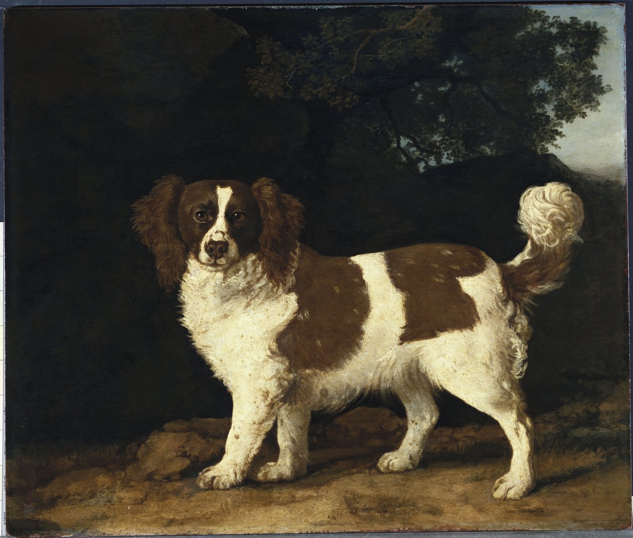 Fanny, Mrs. Musters yndlingsspaniel, stående i et skovklædt landskab, 1777 af George Stubbs