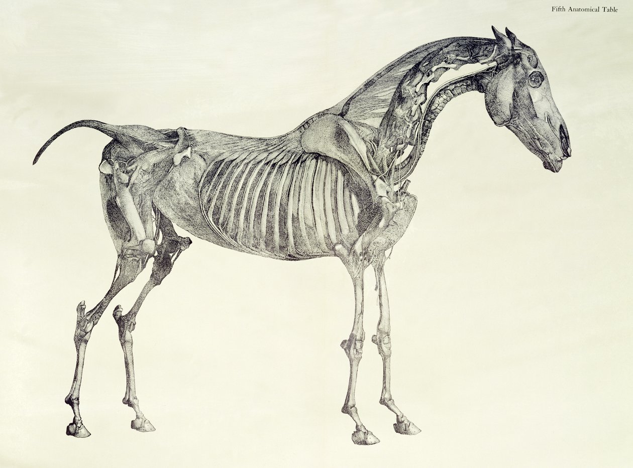 Fifth Anatomical Table, fra 
