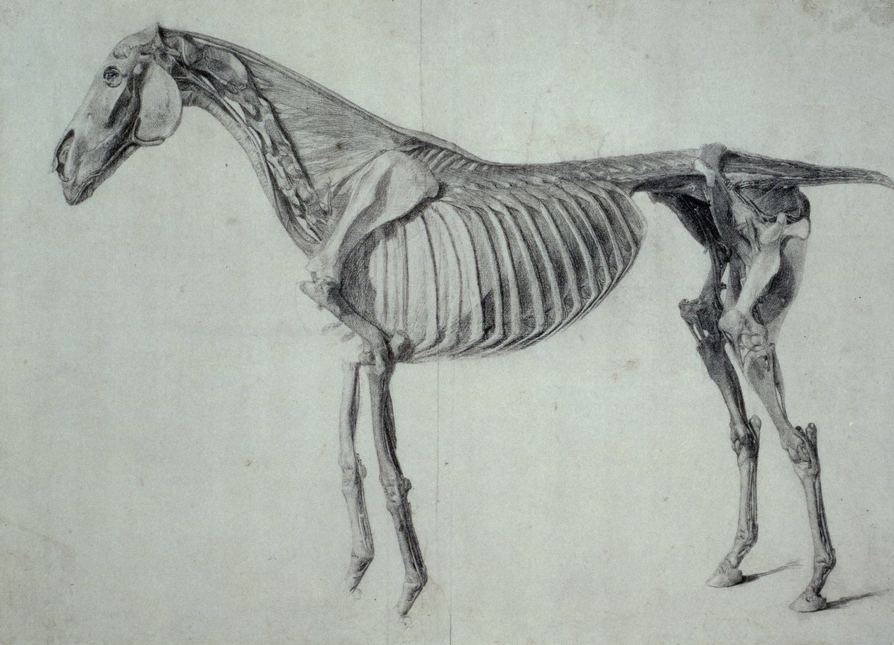 Afsluttet undersøgelse for det femte anatomiske bord af en hest (grafit på papir) af George Stubbs
