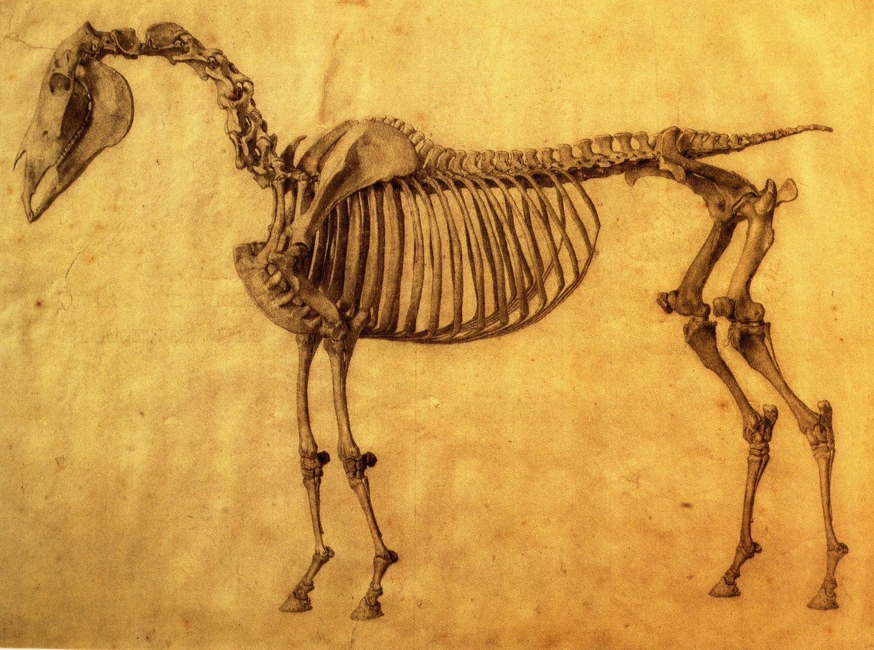 Færdigstudium til det første skeletbord af en hest, ca. 1766 (grafit på papir) af George Stubbs