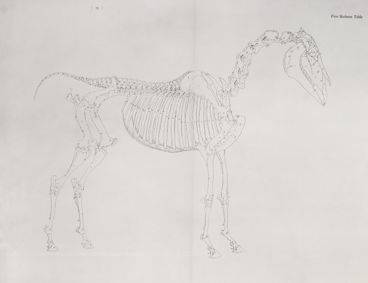 Første skeletbord, fra 