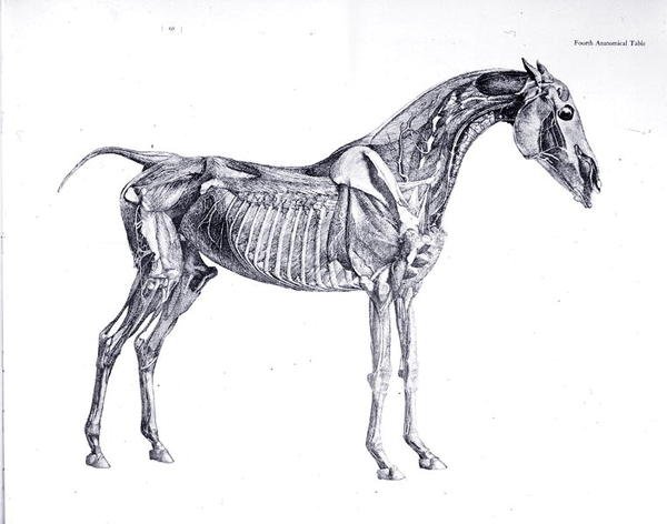 Fjerde anatomiske bord, fra 