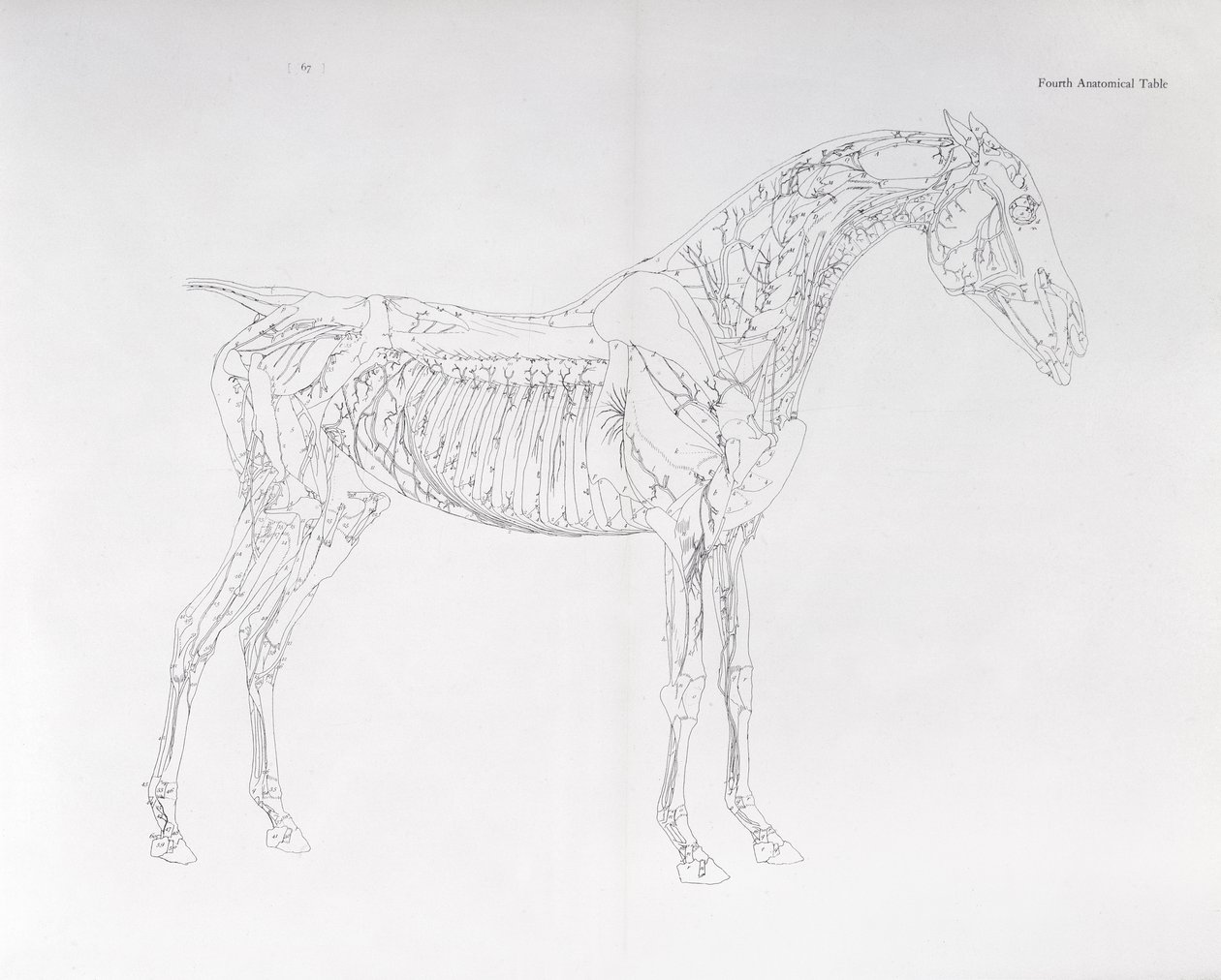 Fjerde anatomiske tabel, fra 