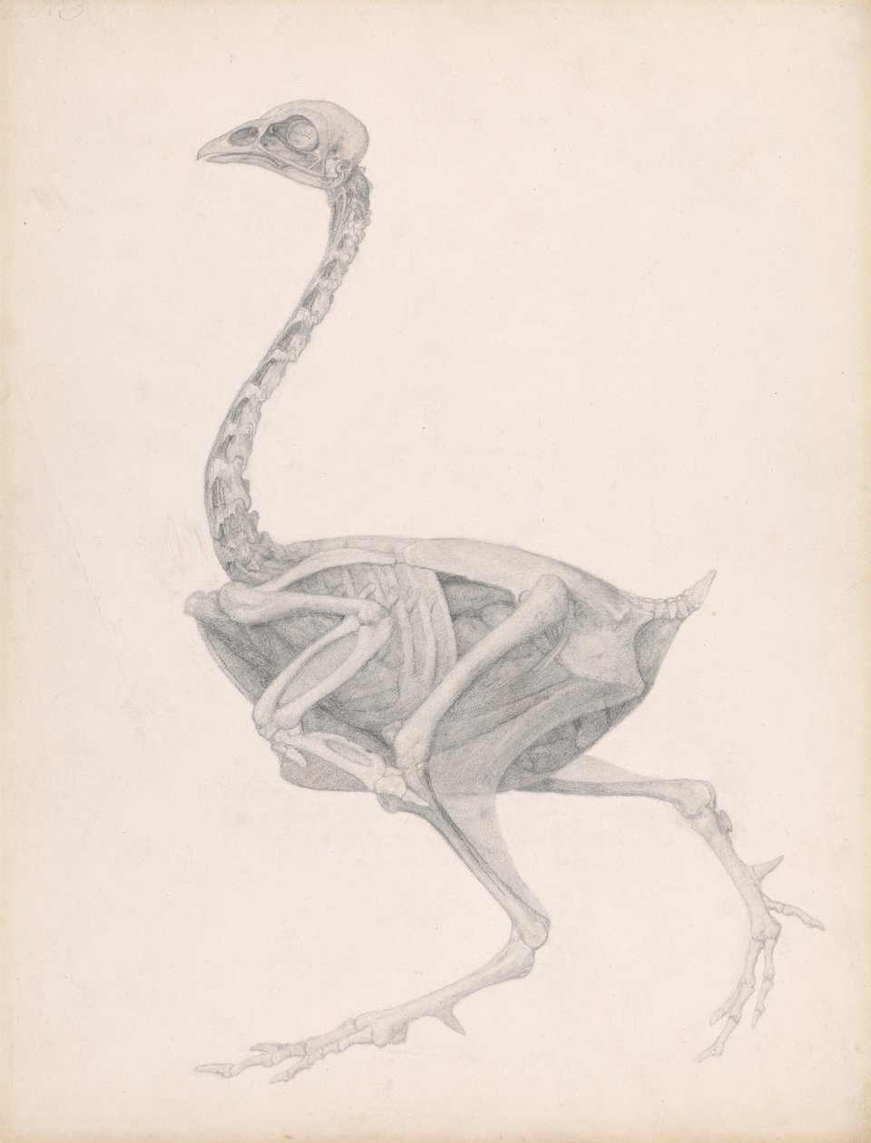 Fowl Body, Lateral View (Højt afsluttet undersøgelse for en upubliceret tabel; viser sidste fase i dissektionen) af George Stubbs