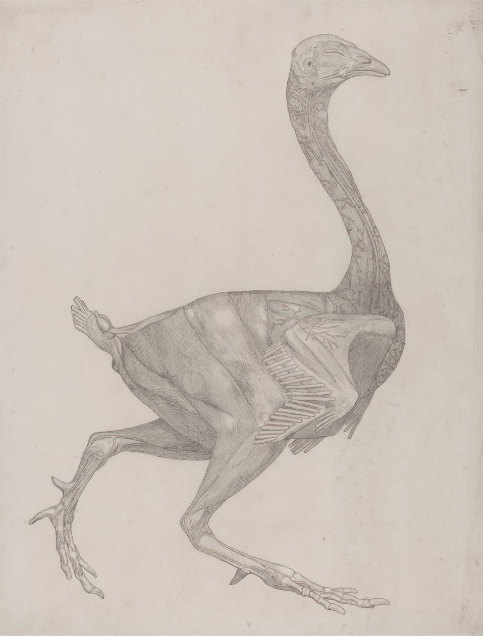 Hønsekrop, set fra siden (sandsynligvis forberedt til overførsel til pladen til gravering af tabel XV) af George Stubbs