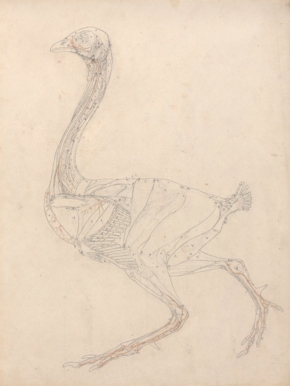 Hønsekrop, sideværts (undersøgelse af nøglefiguren til tabel XV) af George Stubbs