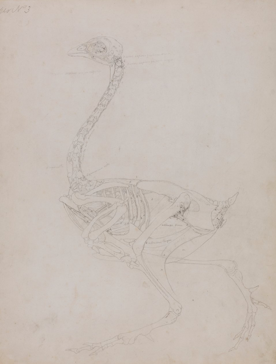 Hønsekrop, set fra siden af George Stubbs