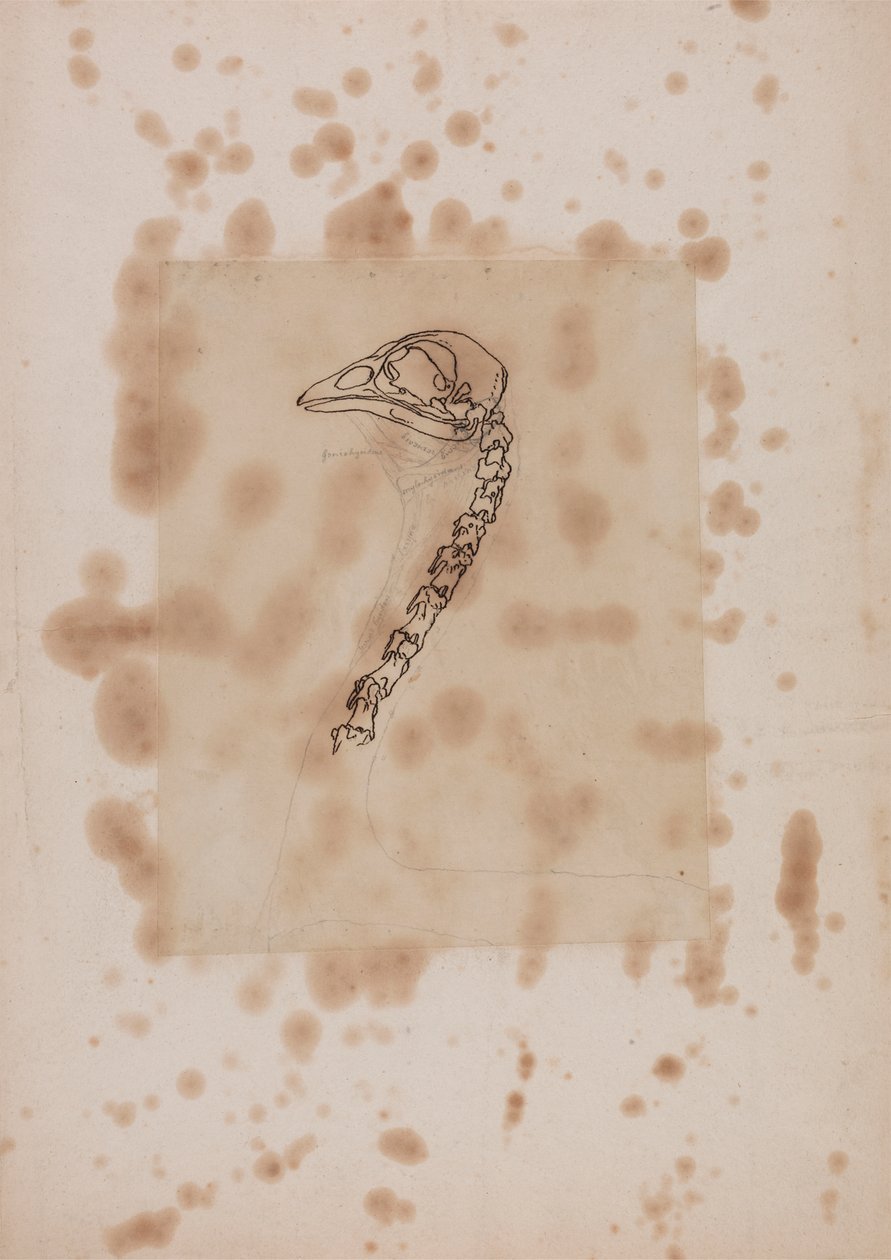 Høns hoved og hals, set fra siden af George Stubbs