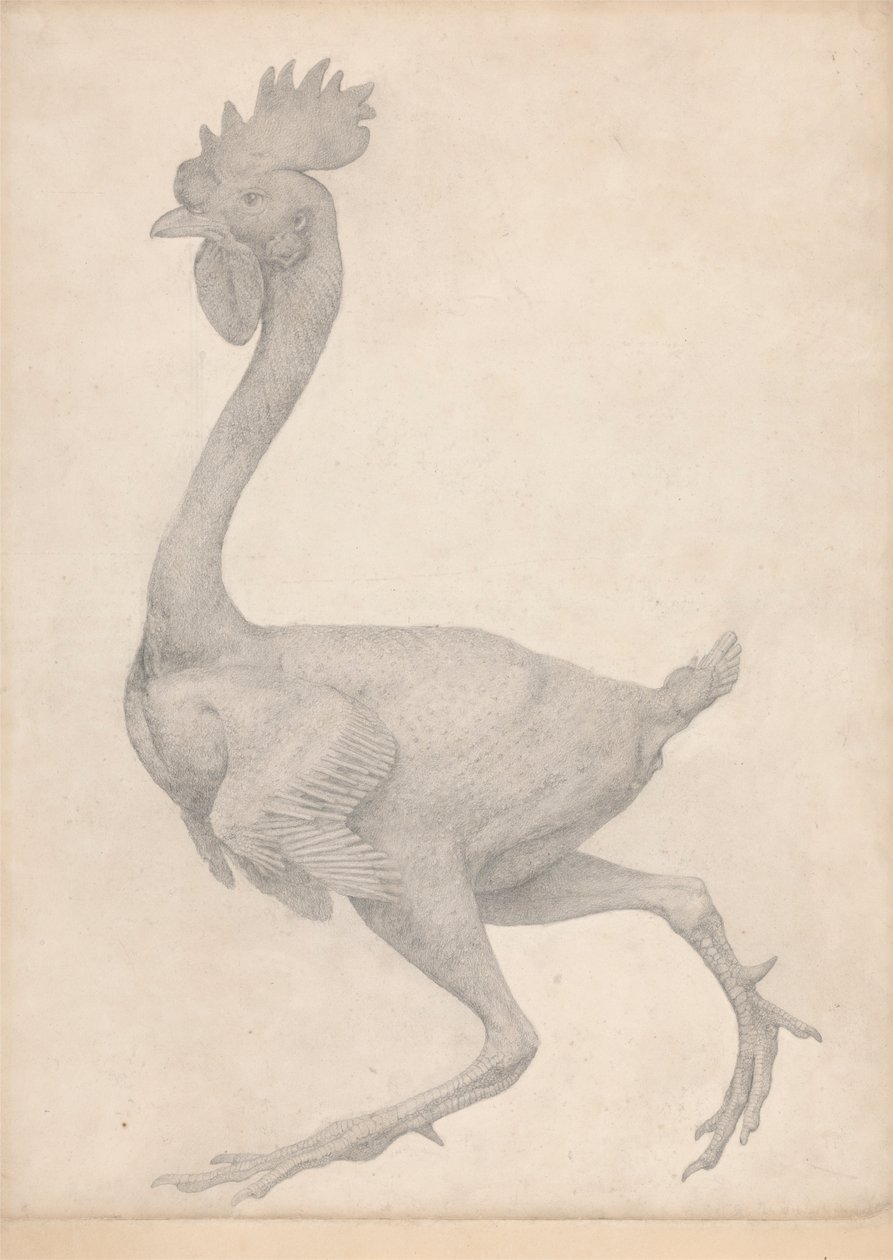 Høns, set fra siden med de fleste fjer fjernet (færdig undersøgelse for tabel X) af George Stubbs