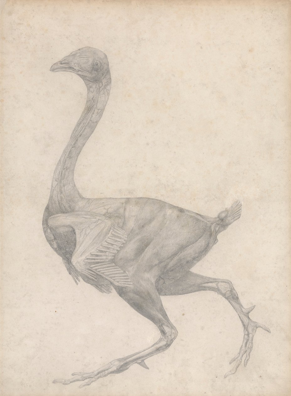 Høns, set fra siden, med hud og underliggende fasciallag fjernet (færdig undersøgelse for tabel XV) af George Stubbs