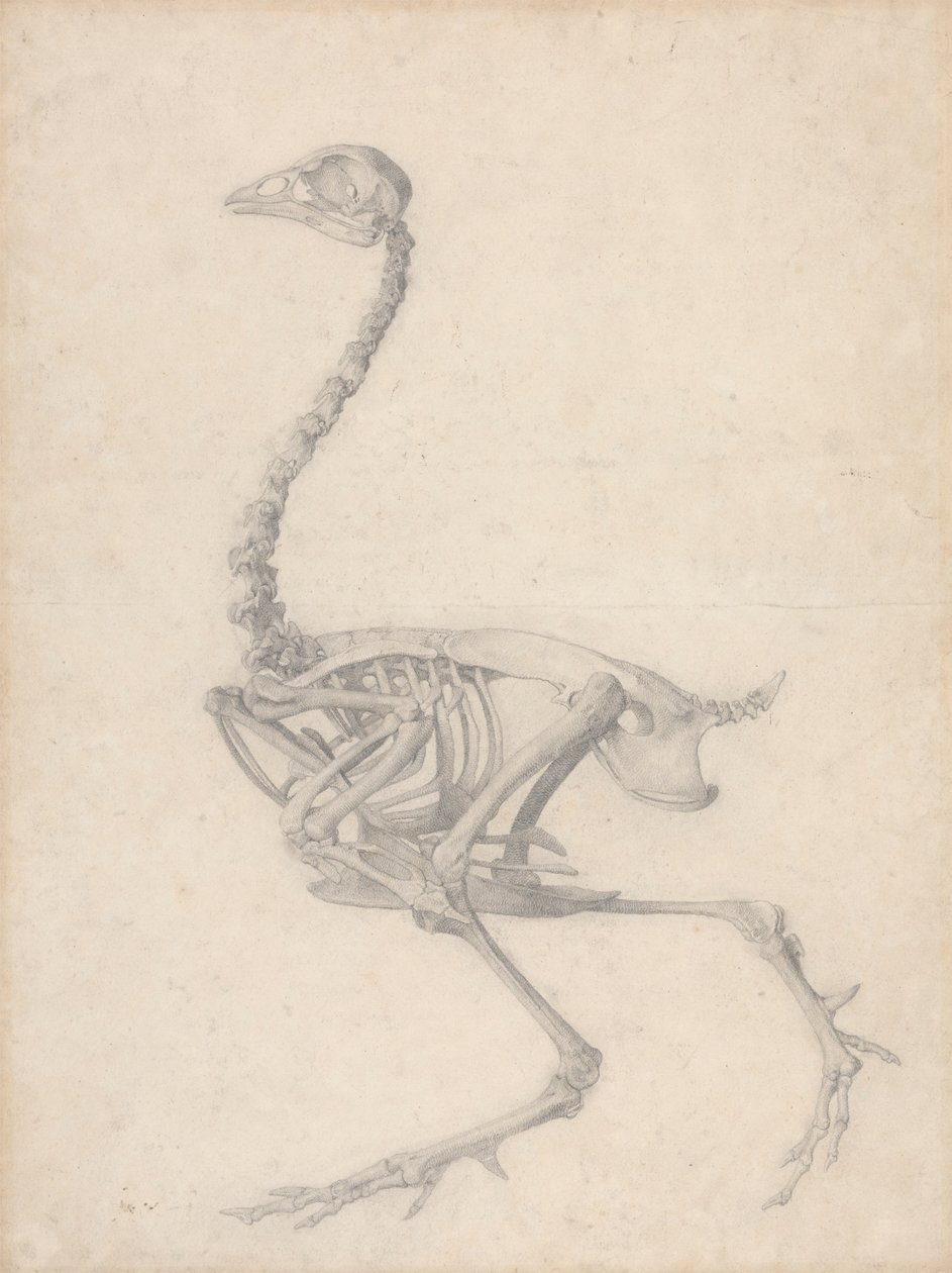 Fowl skelet, sideværts (færdig undersøgelse til tabel V) af George Stubbs