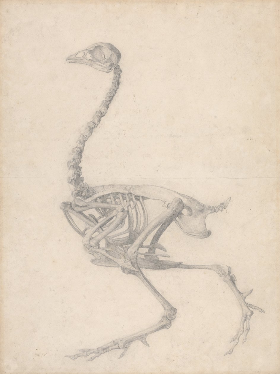 Fowl Skeleton, Lateral View (Færdig undersøgelse til tabel V) af George Stubbs