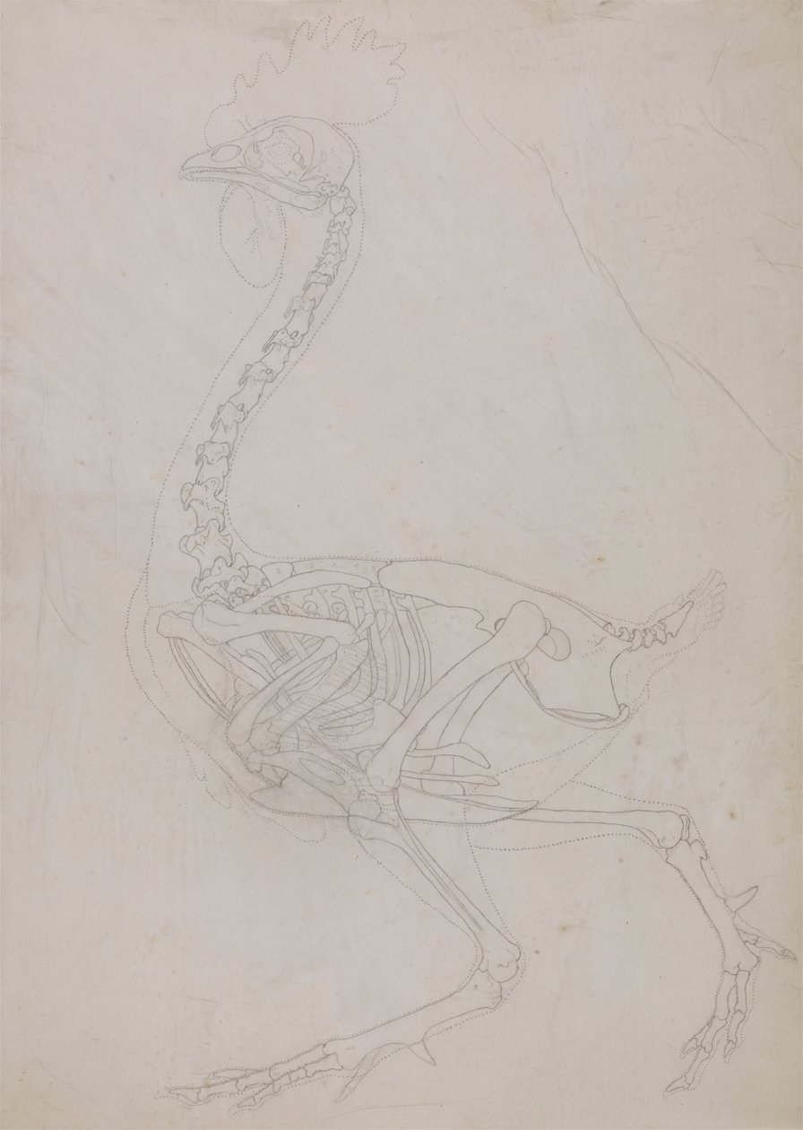 Fowl Skeleton, Lateral View (konturtegning) af George Stubbs