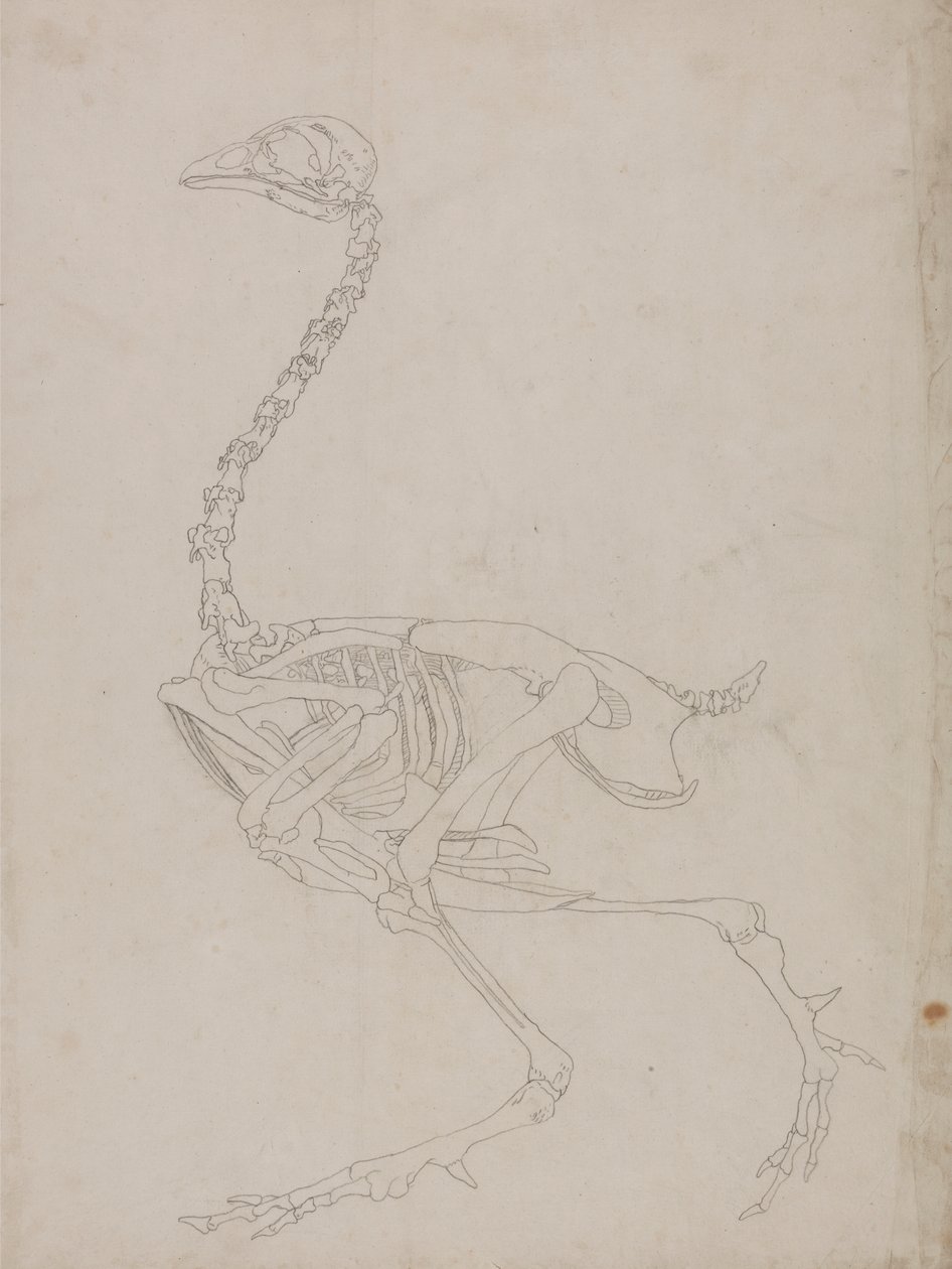 Fowl Skeleton, Lateral View (konturtegning af skelettet) af George Stubbs