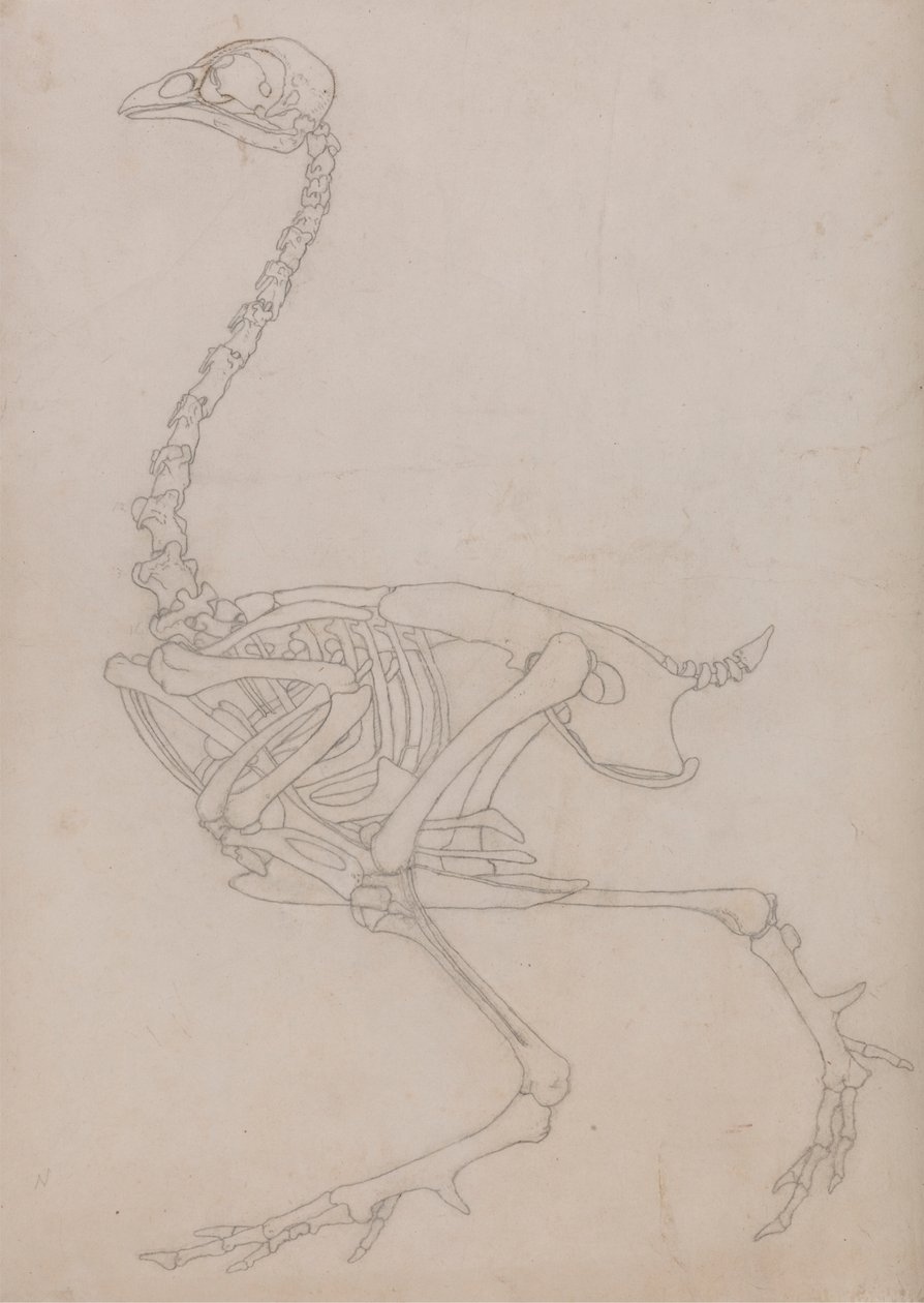Fowl Skeleton, Lateral View (konturtegning af skelettet forberedt til nøglefiguren i tabel V) af George Stubbs