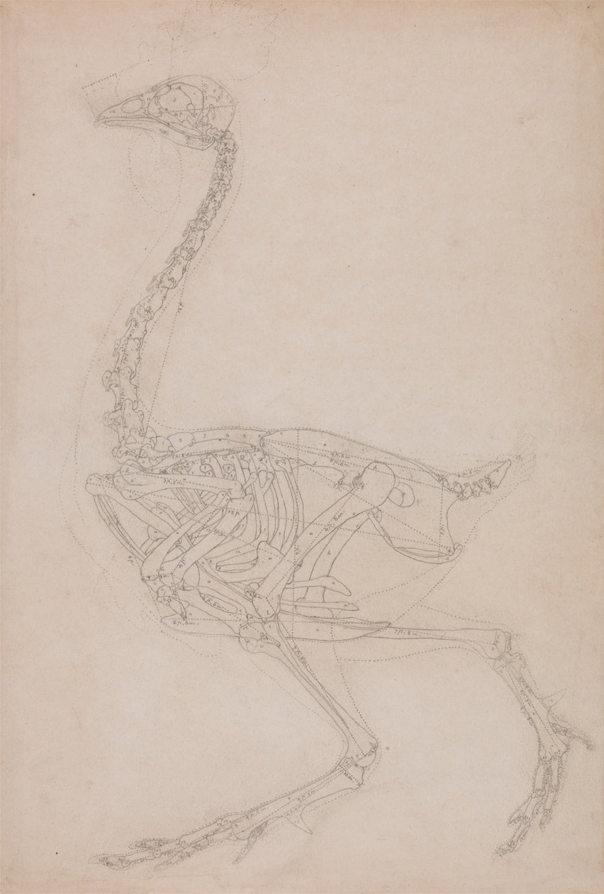 Fowl Skelet, Lateral View (Sandsynligvis grundlæggende undersøgelse af proportionerne af Fowl Skelettet brugt til andre tegninger) af George Stubbs